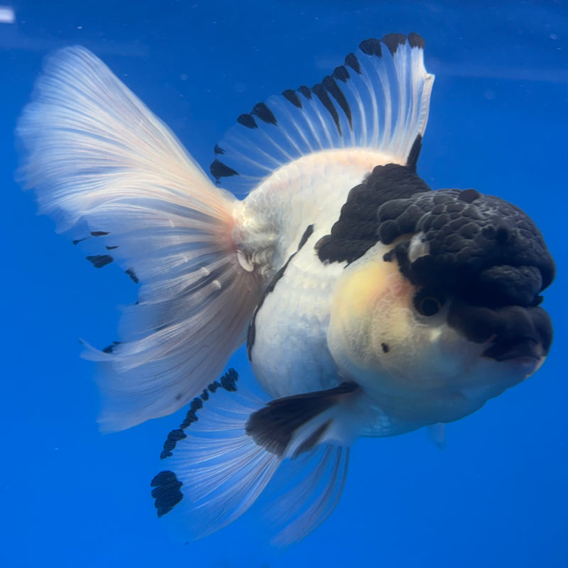 Thai Oranda Panda 4” Body Female(CK-808)R1A08