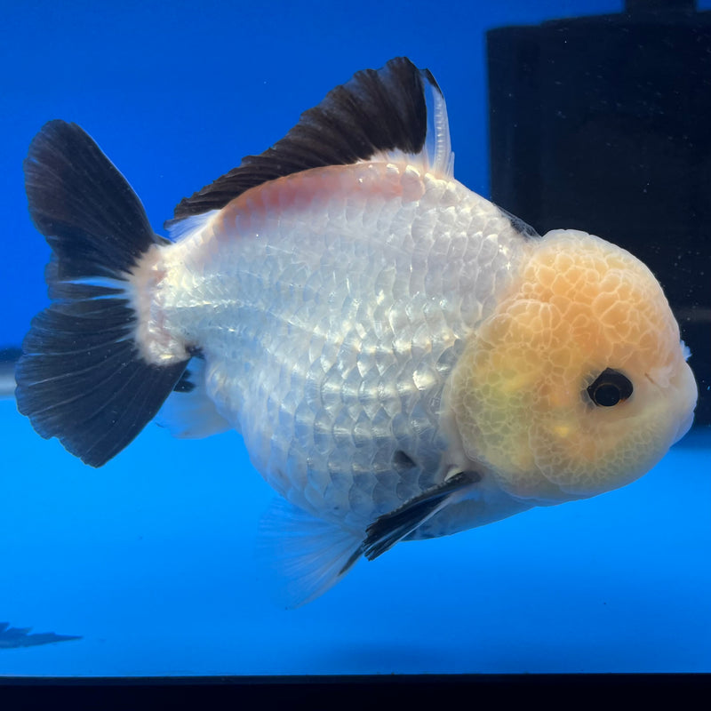 Thai Premium Oranda Yuanbao Lemon Head Panda 4” Body Male(CK-753)R1BlueTub4