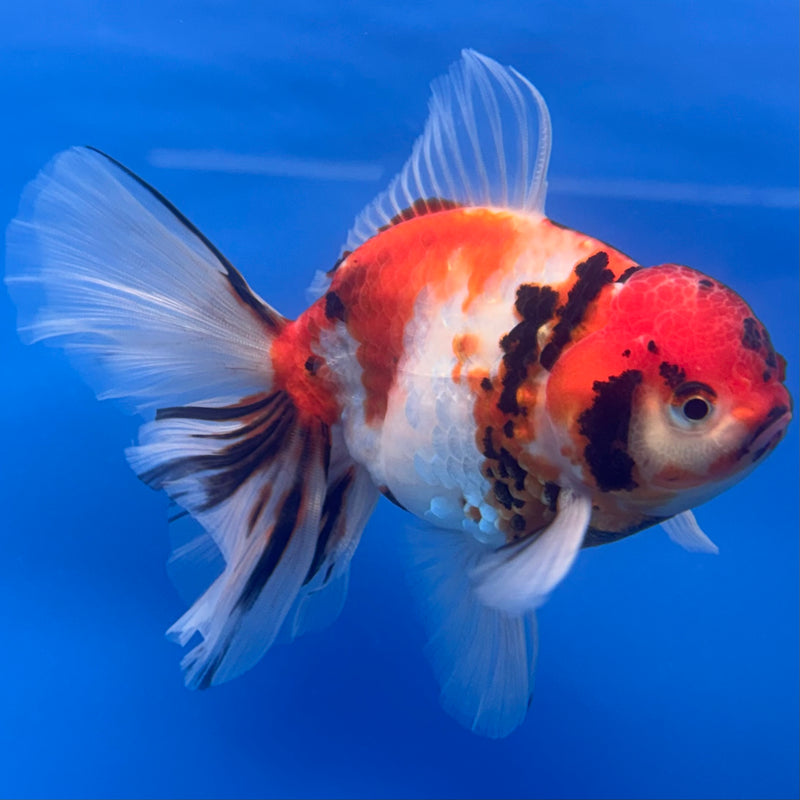 Thai Oranda Tri-Color Calico Tiger 3.5” Body Male(CK-690)R1A07