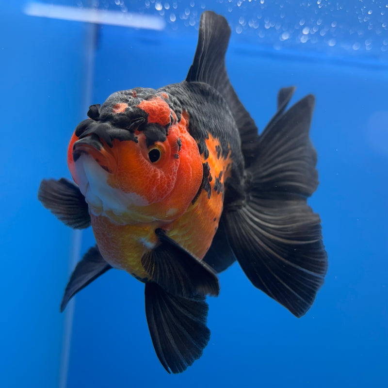 Thai Oranda Apache 3” Body Male(CK-696)R1B07