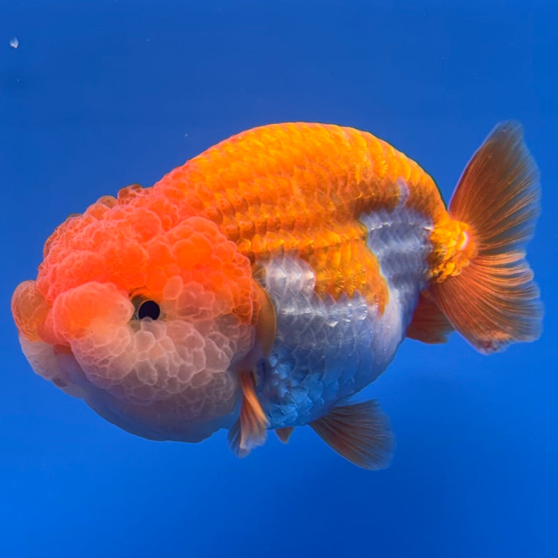 Thai Ranchu Red/White 3.5” Body Male(CK-829)R3A13