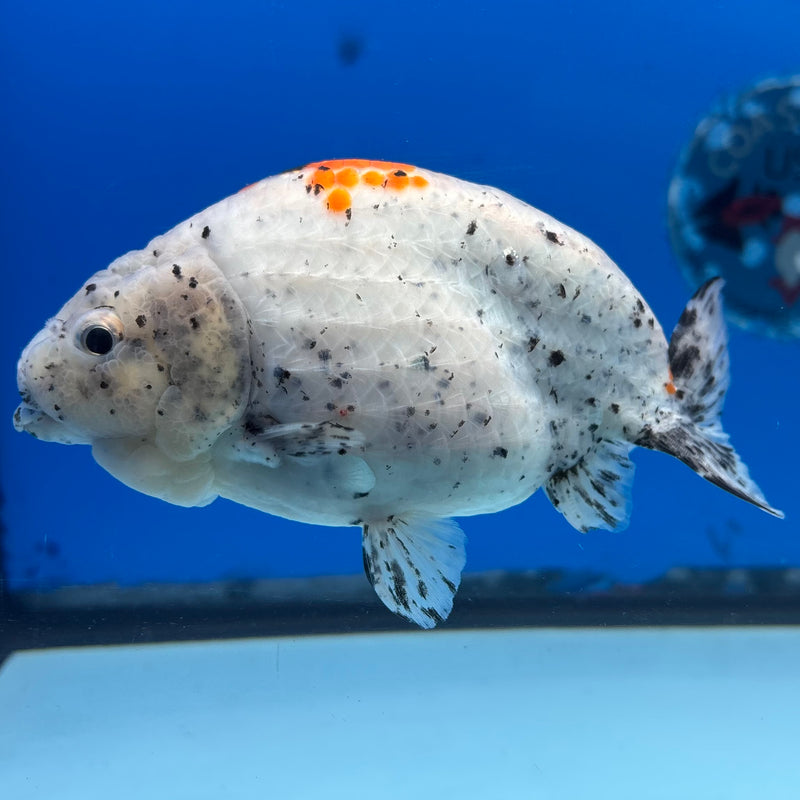 Thai Ranchu Tri-Color Calico 4.5” Body Male(CK-1441)BLUETUB2