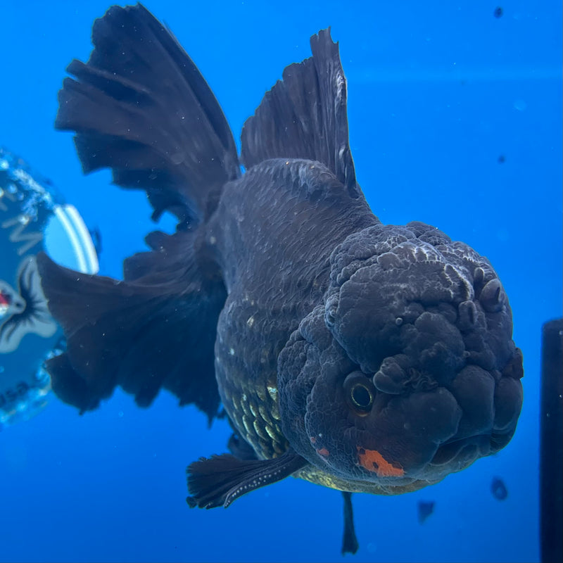 Thai Oranda Black Body Red Cap 4” Body Male(CK-1496)R2B22