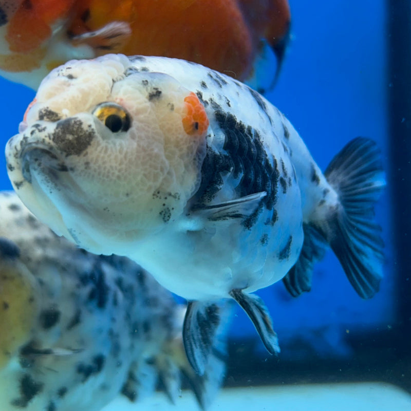 Premium Fancy Goldfish Lionchu White Tiger 3” Body (JCD-191)R2C05