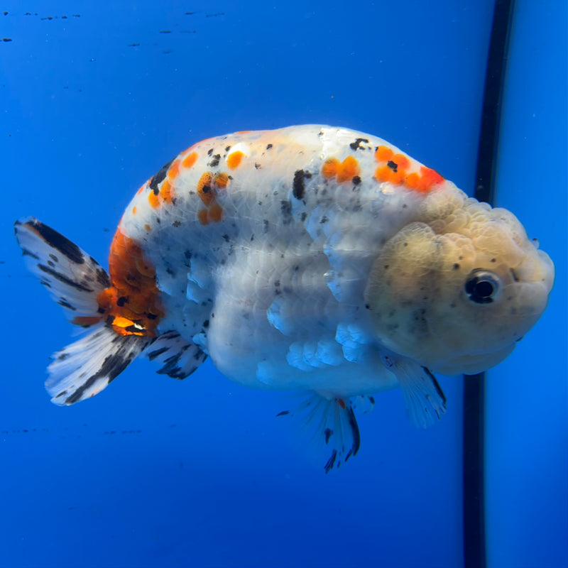 Thai Super Jumbo Calico Ranchu 6” Body Male(CK-CRP-JO1133)