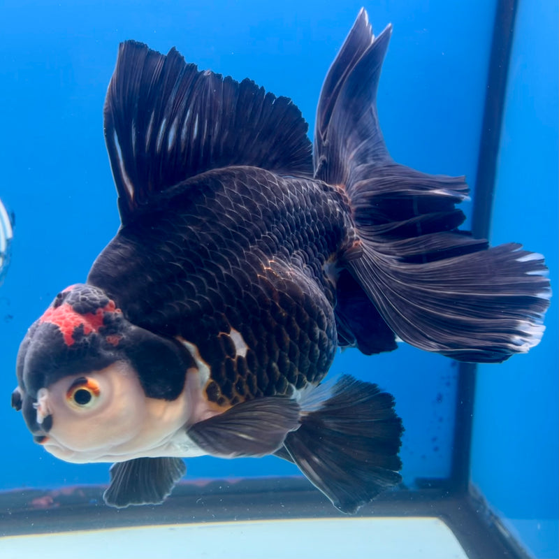 Thai Oranda AA Quality Tri-Color Orchid Tail 5.5” Body Male(CK-1106)SHOWTANK2