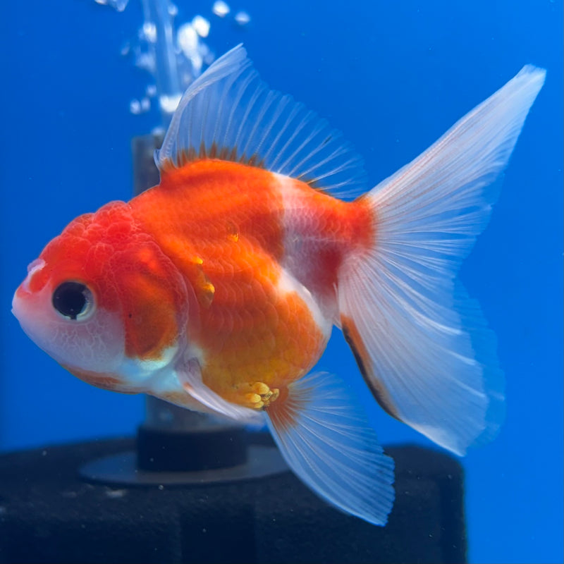 Thai Oranda Red/White Calico 2” Body Female(CK-1267)R3B06