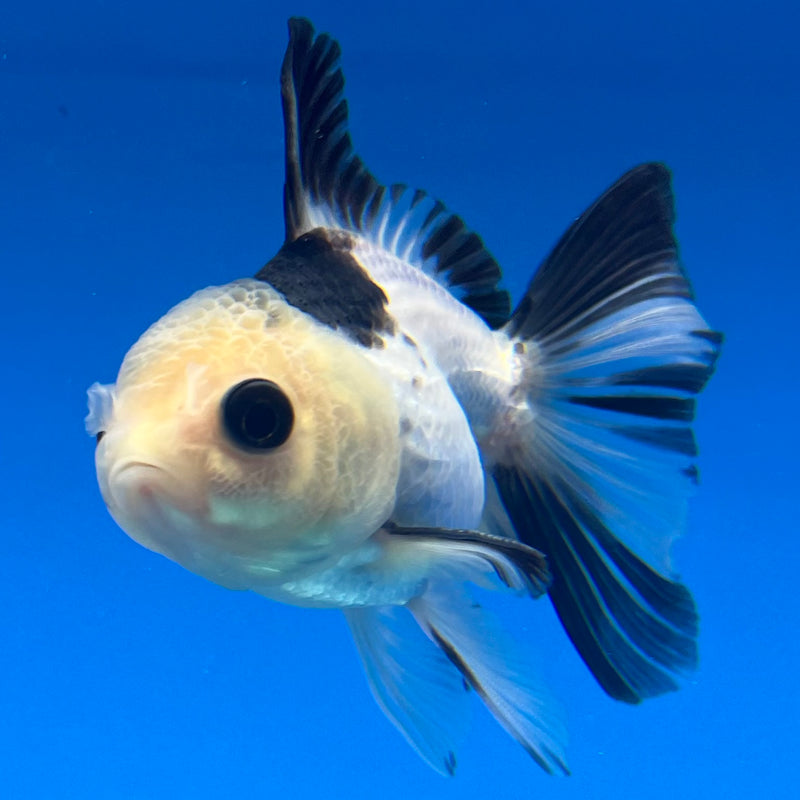 Thai Oranda Button Eye Panda 2” Body Male(CK-1299)R3B17
