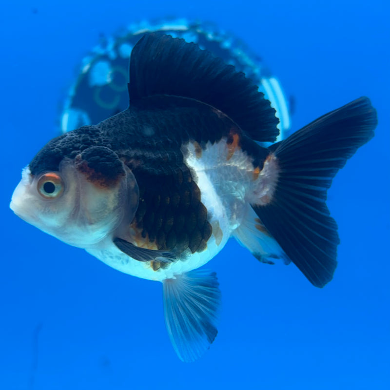 Thai Oranda NOK Tri-Color 2.5” Body Female(NOK-CK-1191)R3B14