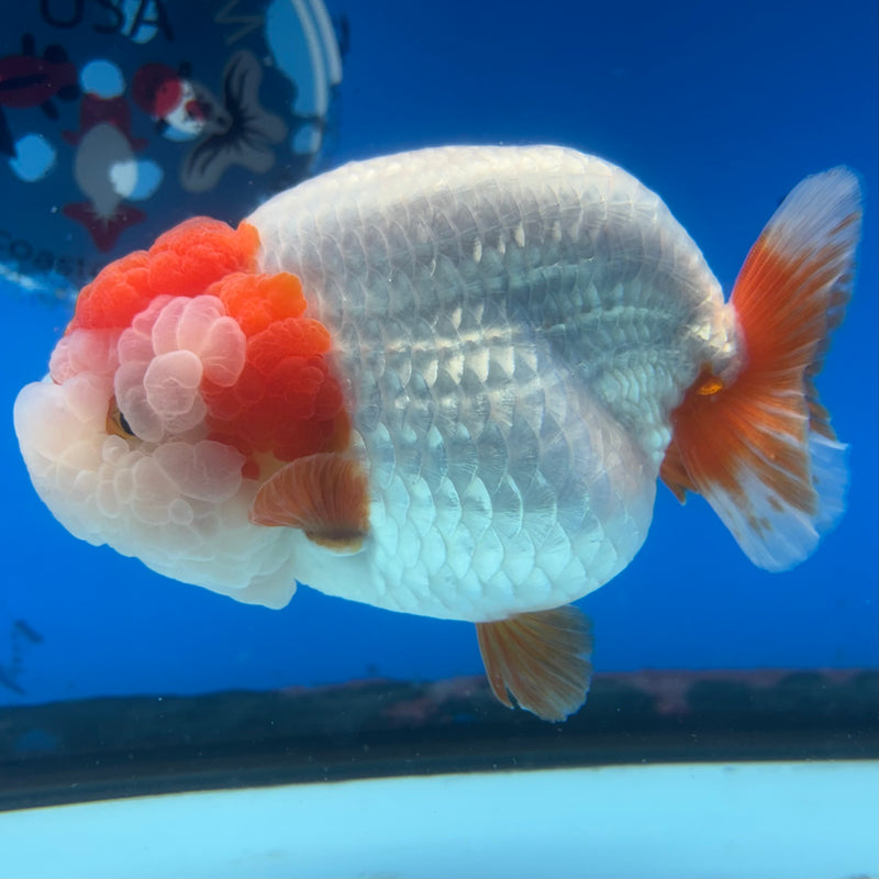Thai Ranchu JUMBO Red/White 4.5” Body Female(CK-1318)SHOWTANK2