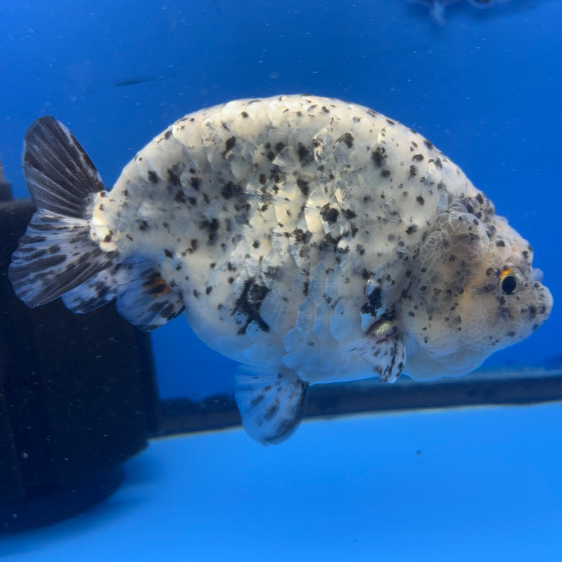 Thai Super Jumbo Calico Ranchu 6” Body Male(CK-CRP-JO1132)