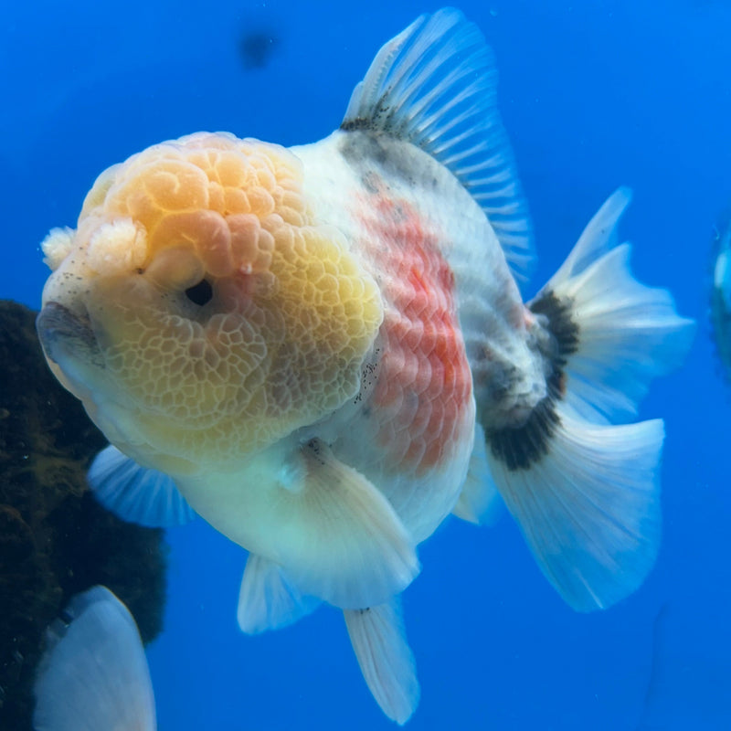 Premium Fancy Thai Marble Kirin Oranda 3” Body Male (JCD-205)R2C05