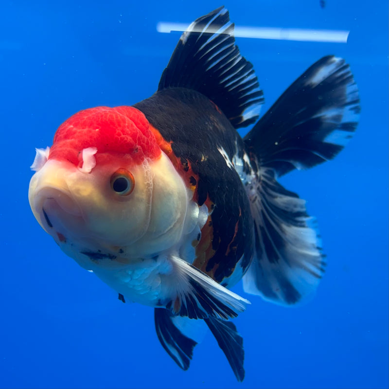 Thai Oranda JUMBO Tri-Color 4” Body Female(QGF-CK-1325)BLUETUB1
