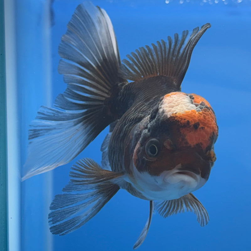 Thai Oranda Tri-Color 3” Body Female(CK-682)R1A09