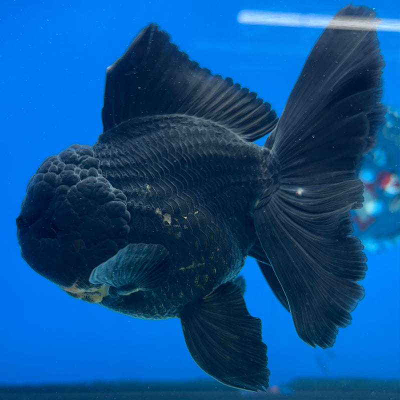 Thai Oranda Black Body Red Cap 3” Body Male(CK-1510)R2A04