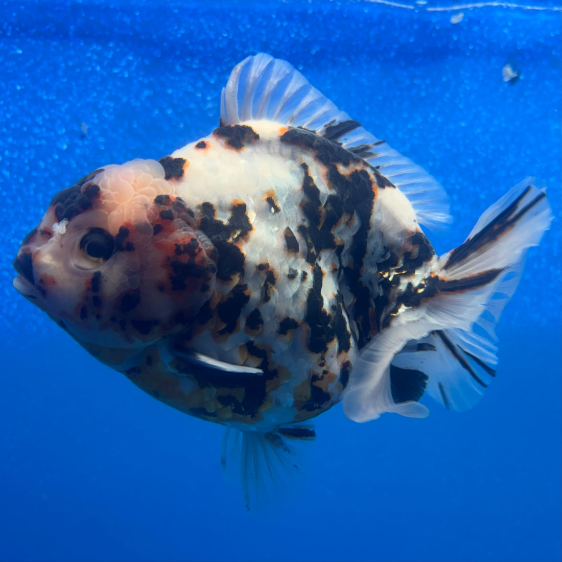 Thai Oranda Tri-Color Tiger 4" Female(NKT-CK-1571)BLUETUB-B