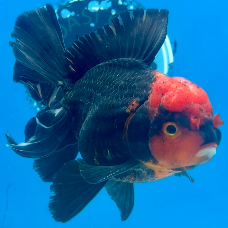 Thai Oranda Black Body Red Cap/Apache 3.5” Body Male(CK-1102)SHOWTANK2