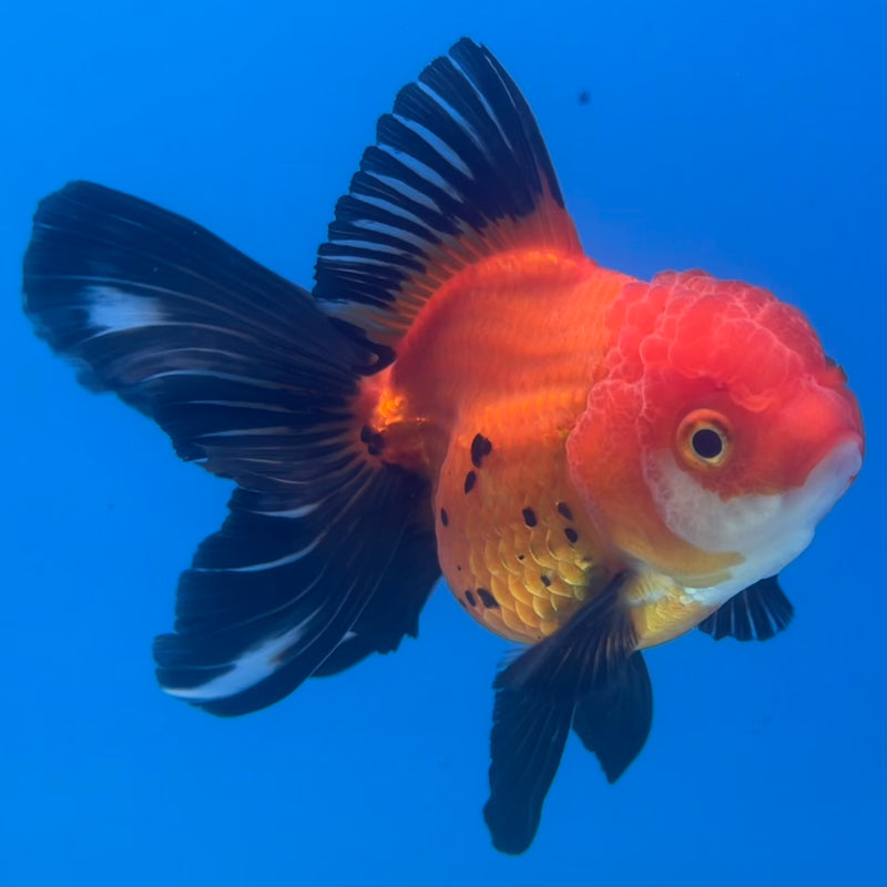 Thai Oranda Apache 3” Body Female(CK-1415)R3A12