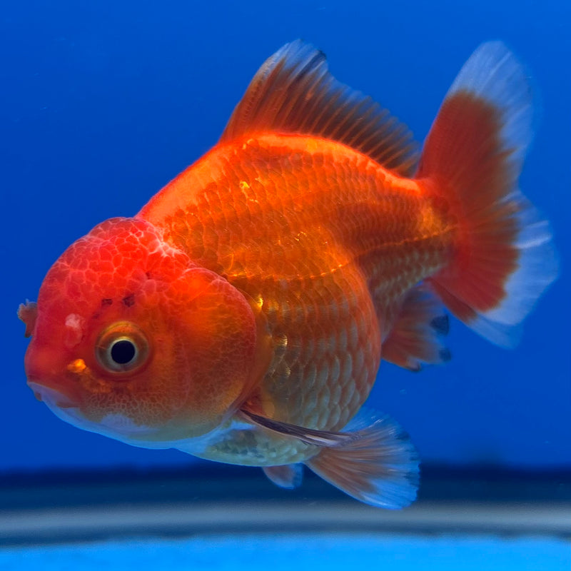 Thai Oranda Tri-Color 2.5” Body Male(CK-1003)R3B18