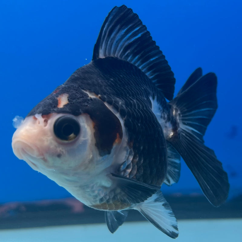 Thai Oranda Panda/Tri-Color 3” Body Male(CK-1429)R3B18