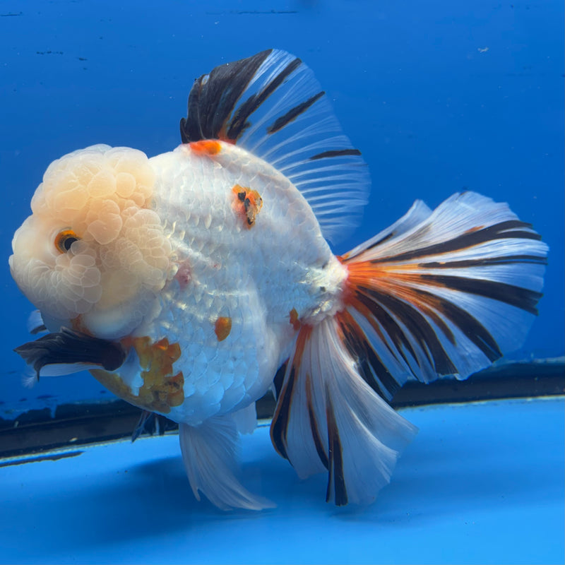 Thai Oranda Tri-Color RoseTail 4.5” Body Female(NKT-CK-1034)SHOWTANK2
