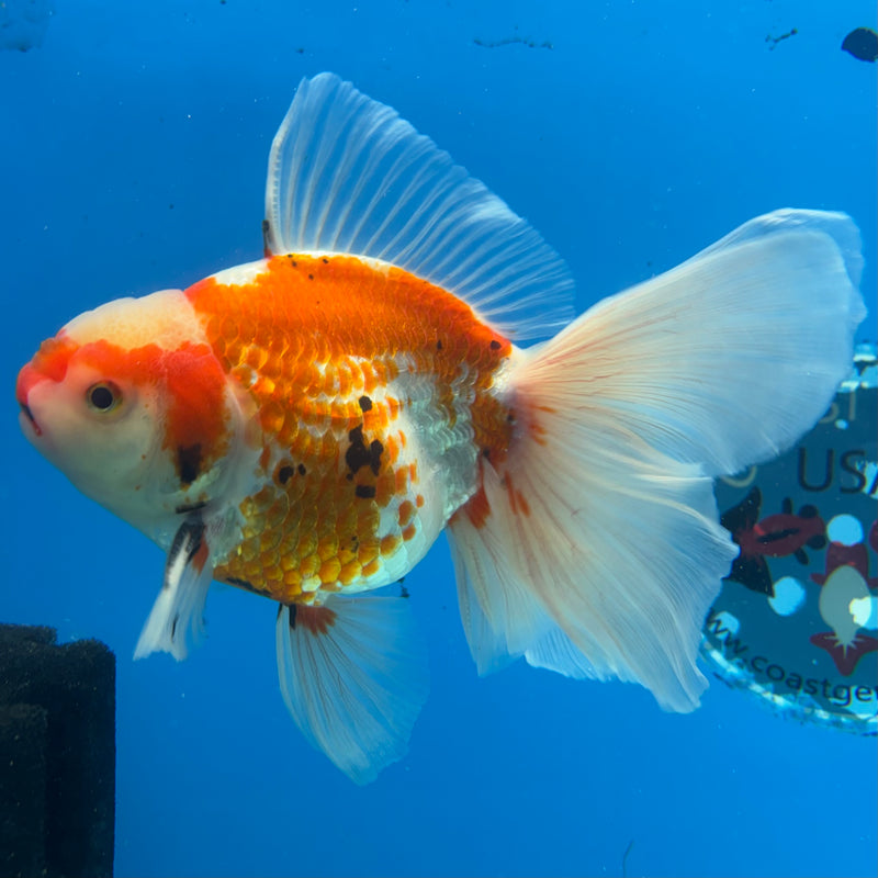 Thai Oranda Orchid Tail Tri-Color/Apache 4” Body Male(CK-1194)SHOWTANK
