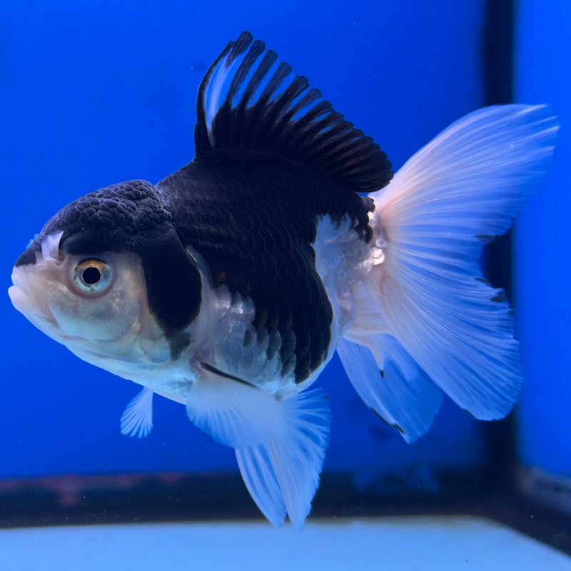 Thai Panda Oranda 3“Body Female (JCD-117)R4B09