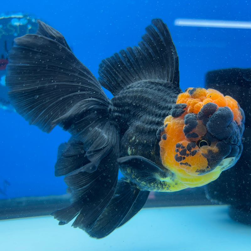Thai Oranda Apache 3.5" Female(CK-1545)R2B02