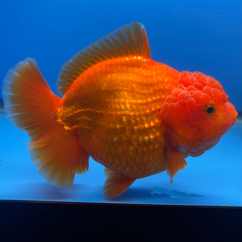 Thai Oranda Full Red 4” Body Male(CK-1444)BLUETUB2