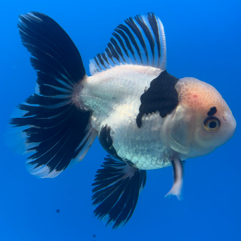 Thai Oranda Panda 3.5” Body Female(CK-917)R1BLUETUB4
