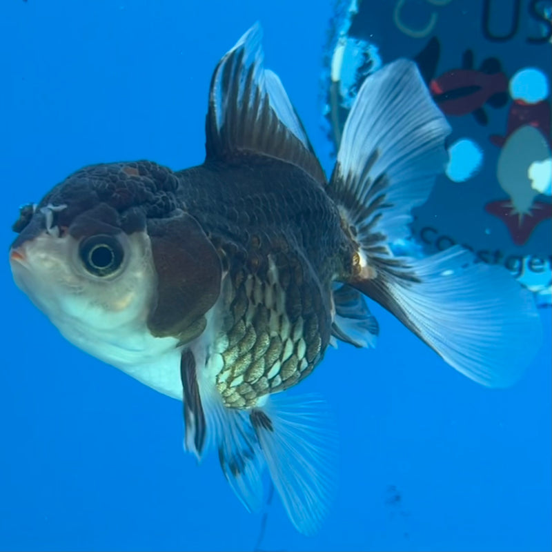Thai Oranda Panda/Tri-Color 2.5” Body Female(CK-1297)R3B19