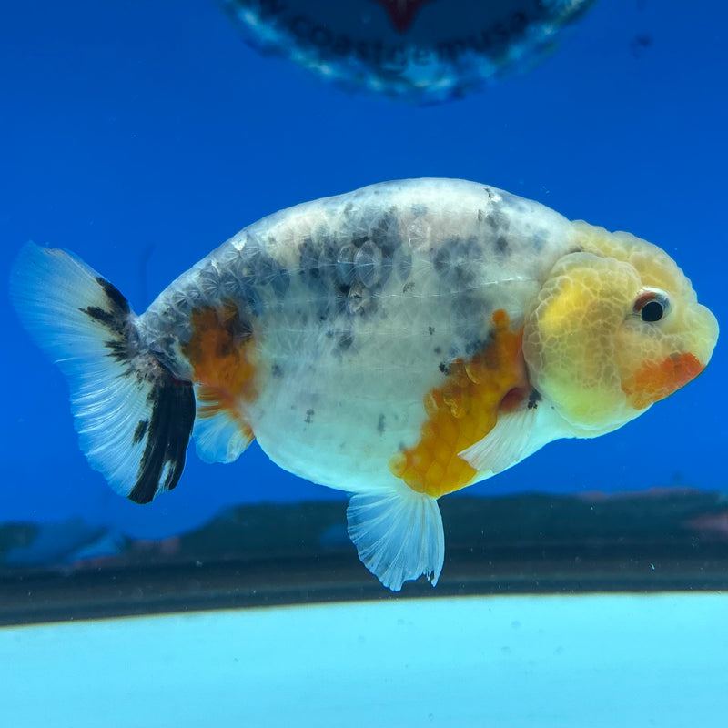 Thai Ranchu Lemon Head Calico 3” Body Male(CK-1388)R1A09