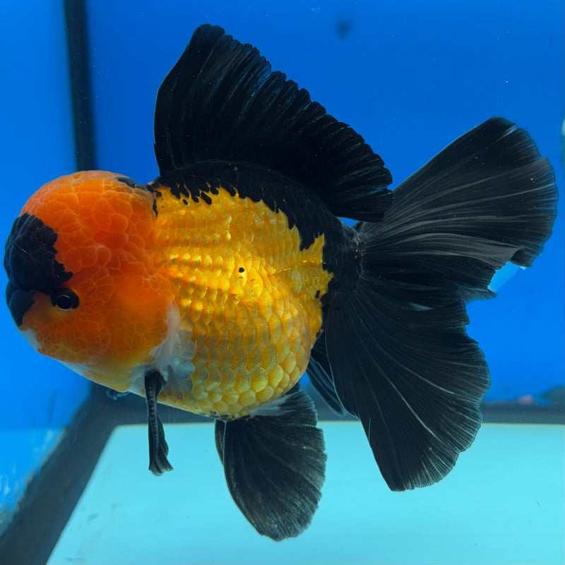 Thai Oranda Apache 3.5" Male(CK-1533)R2A06