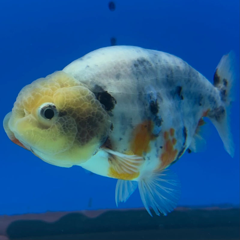 Thai Ranchu Lemon Head Calico 3” Body Male(CK-1388)R1A09