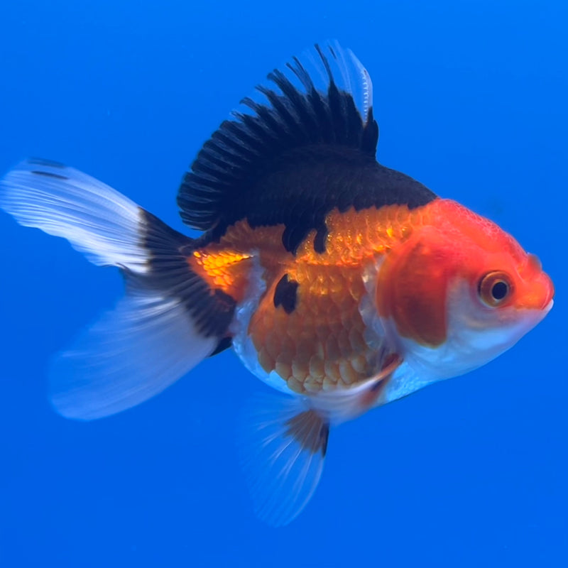 Thai Oranda Apache 2.5”Body Male(CK-744)R3B20