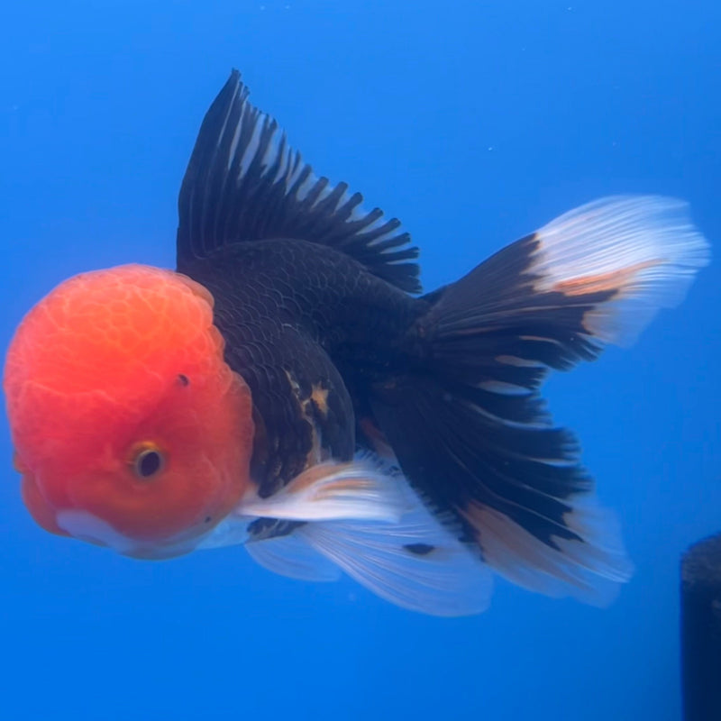 Thai Oranda Apache 3” Body Male(CK-665)R1B08