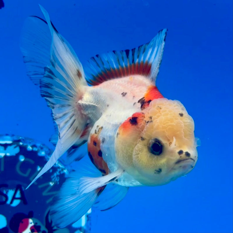 Thai Oranda Lemon Head Tri-Color 2.5” Body Female(CK-1295)R3B19