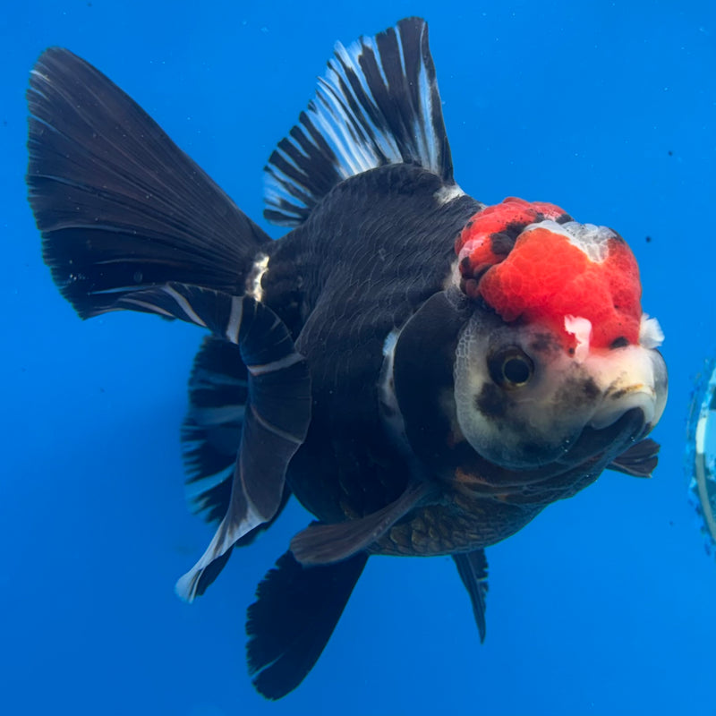 Thai Oranda Tri-Color 4” Body Female(CK-1489)R2B19