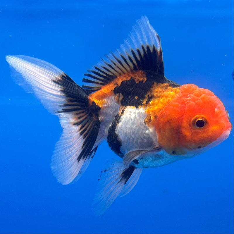 Thai Oranda Tri-Color/Apache 2.5” Body Female(CK-1235)R3B12