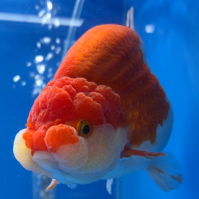 Thai Ranchu Lionchu Super Jumbo Red/White 5” Body Female(CK-763)SHOWTANK