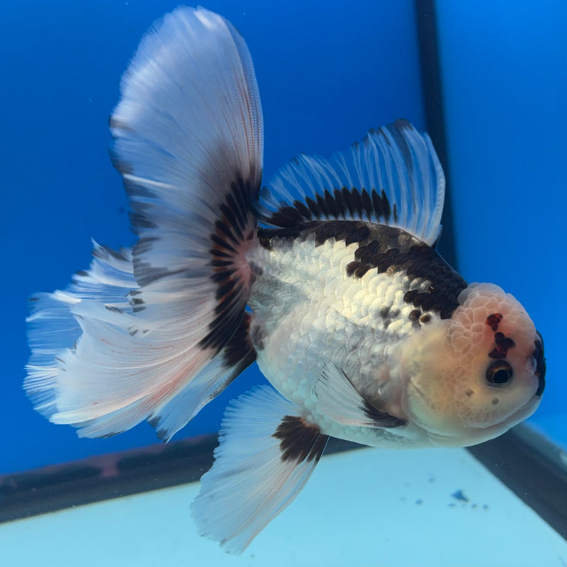 Thai Oranda Panda 3.5” Body Male(CK-1397)SHOWTANK2 (Copy)