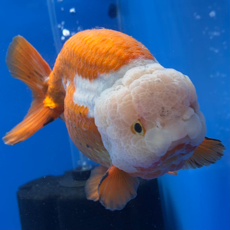 Thai Ranchu Lionchu Super Jumbo Red/White 6” Body Male(CK-764)SHOWTANK
