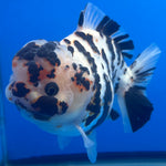 Thai Oranda Tri-Color Tiger 4.5" Male(NKT-CK-1569)BLUETUB-B