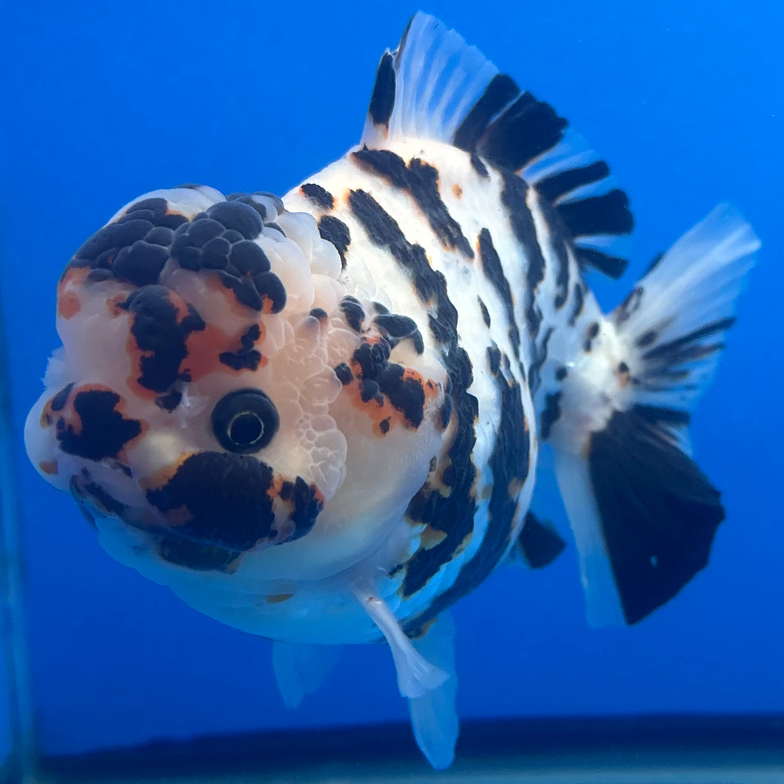 Thai Oranda Tri-Color Tiger 4.5" Male(NKT-CK-1569)BLUETUB-B