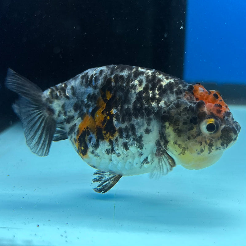 Thai Ranchu Calico 3” Body Female(CK-1390)R1A09
