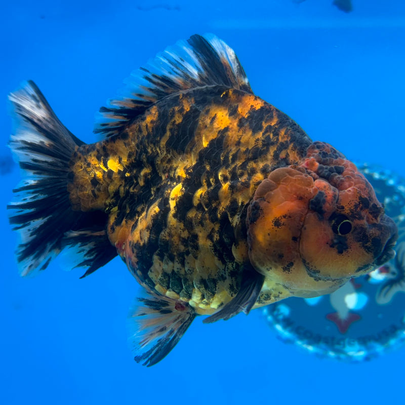 Thai Oranda Calico Tiger 3.5” Body Female(CK-1515)BLUETUB-D
