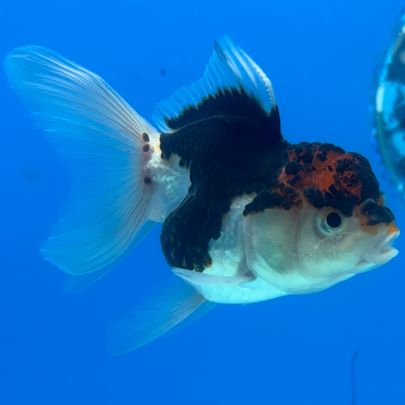 Thai Oranda Tri-Color 2.5" Female (CK-1524)R3B16