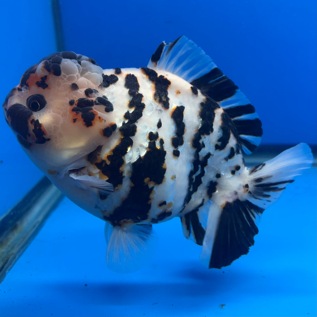 Thai Oranda Tri-Color Tiger 4.5" Male(NKT-CK-1569)BLUETUB-B