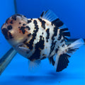 Thai Oranda Tri-Color Tiger 4.5" Male(NKT-CK-1569)BLUETUB-B