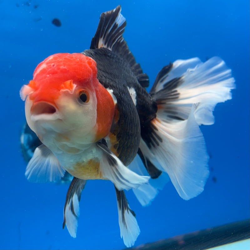 Thai Oranda JUMBO Apache 4.5” Body Male(CK-1362)SHOWTANK2